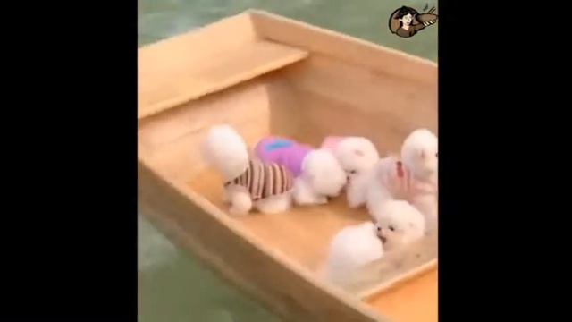 Забавный и милый шпиц - Cute Pomeranian😍 #1