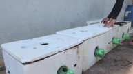 Выращивание арбузов без полива и ухода