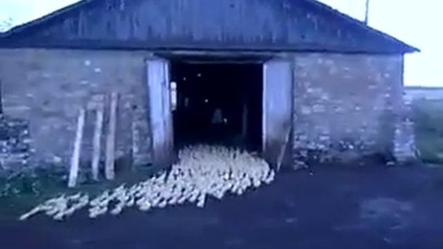 «Братья Запашные» — отдыхают