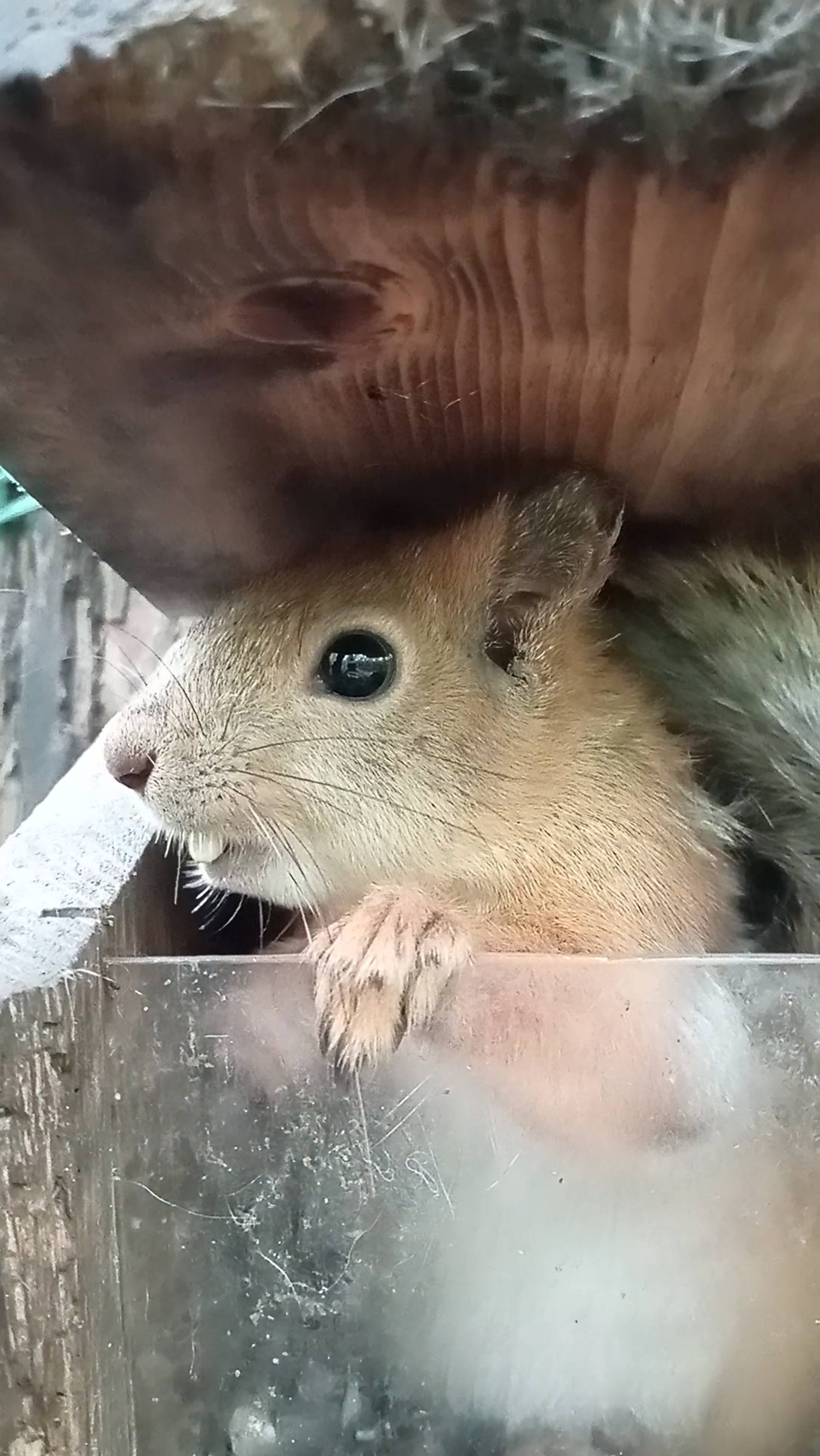 Белка в кормушке