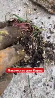 Лакомство карпа #рыбалка #ставок #рыбаки #парни