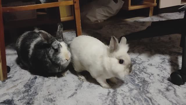 Кролики🐰🐇 на прогулке
