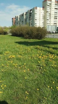 Цветут одуванчики. 13 мая 2025.