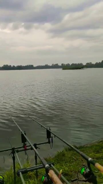Карповая рыбалка🎣❤️ #рыбалка #карп #красота #природа