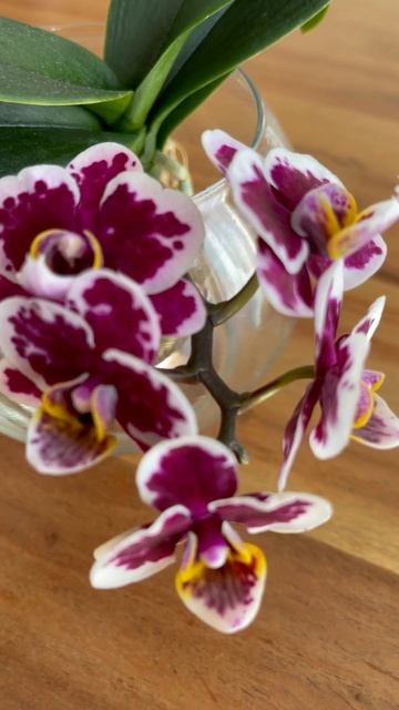 Моя мини орхидея цветет. Mini orchid is blooming. #orchid #орхидеи #цв