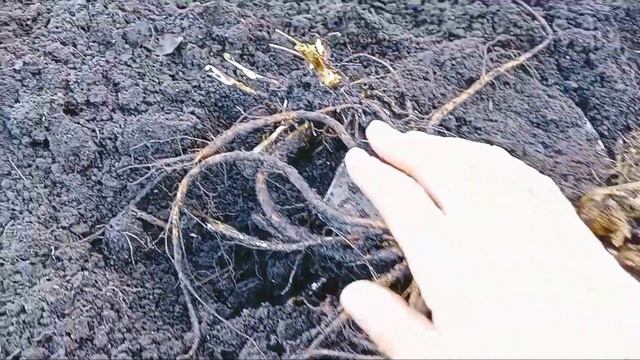 Весенние хлопоты в саду. Убрала в цветнике перед домом