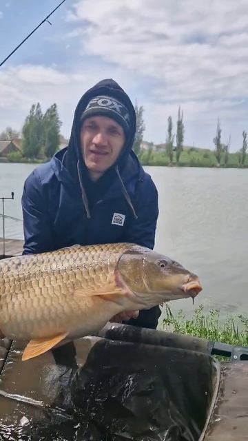 Карп - рок звезда #carpfishing #рыбалка #carpox