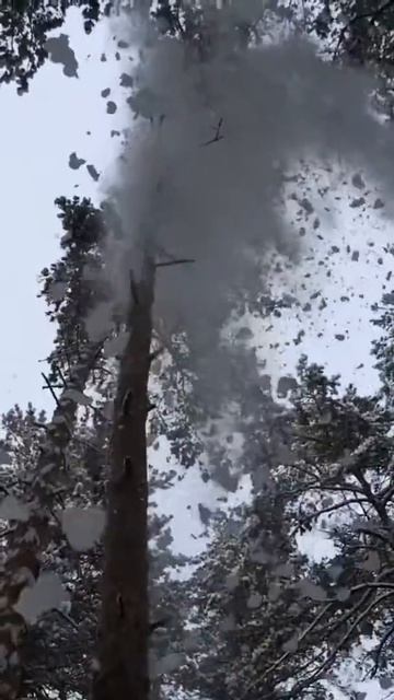 Курский лесок