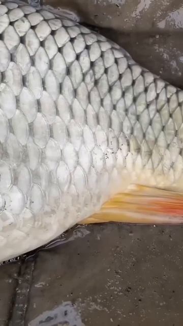 большой красивый карп #рыбалка# #fishing#кайф#