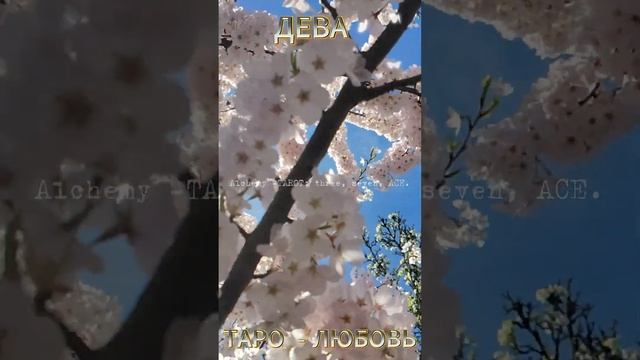 ДЕВА ♍️ ТАРО - ЛЮБОВЬ ❤️ 🥕 - ВЕСНА #прогноз #любовь #г?