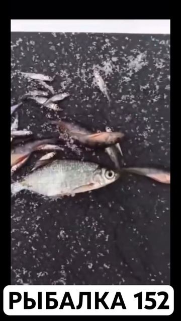 Мужик юморист #рыбалка #fishing