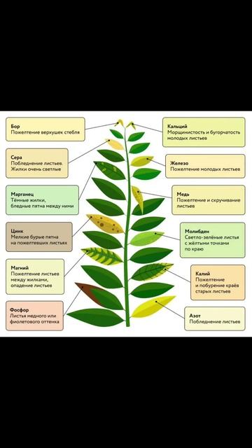 Сохрани, чтобы не потерять 🙏🏻#plants #цветы #растения #м?