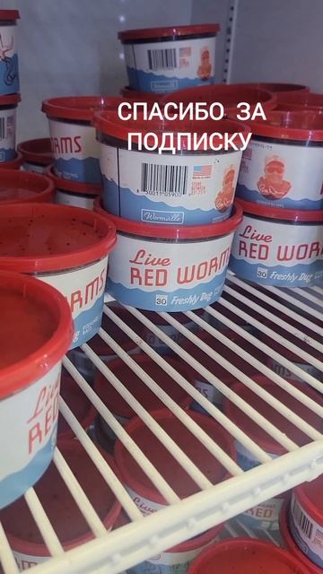 Price for worms for fishing in America 2024/Цена на червей для рыбалки   Ам