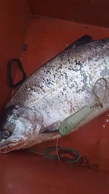 Блесна "Жаба" в работе #higashi #higashiteam #fish #рыбалка #сима #бл