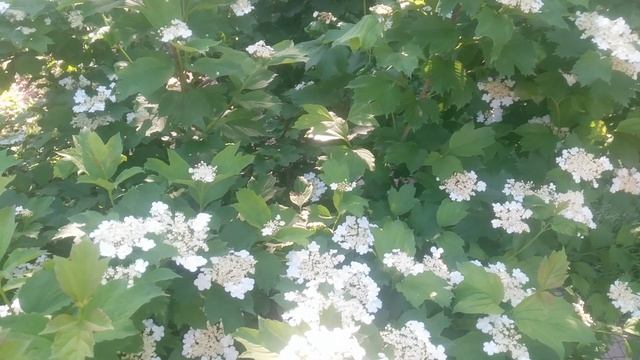 VID_20250507_090729