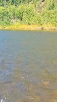 КРУПНЫЙ ХАРИУС НА МЕЛКОЙ РЕКЕ, РЫБАЛКА НА МУШКИ #рыба?