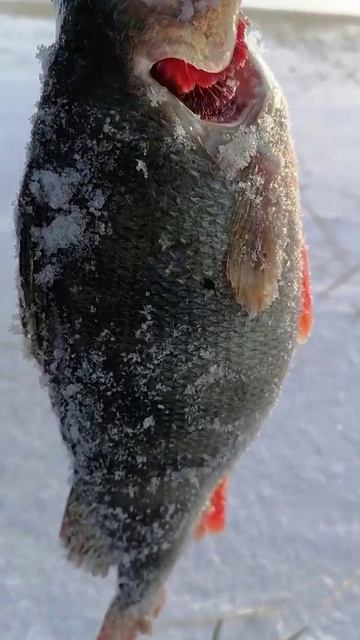 Рыба или шашлык?  #рыбалка #bassfishing #wildanimal #рыба #fishing #wildlif