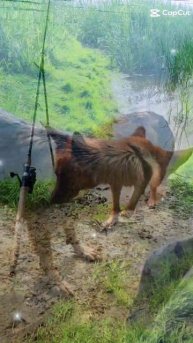 На рыбалке! #shorts #нейя #собака #немецкаяовчарка #germanshepher