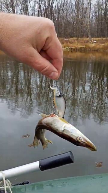 Ловля щуки на спиннинг