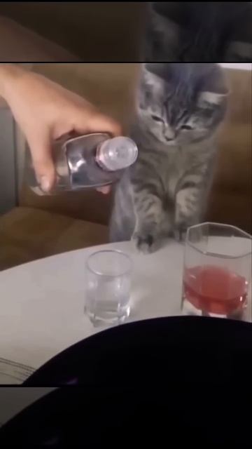 Мы с котом в пятницу