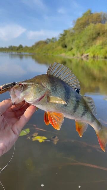 Окунь на ПОППЕР #fishing #окунь #рыбалка #рыбак #рыбалкавид