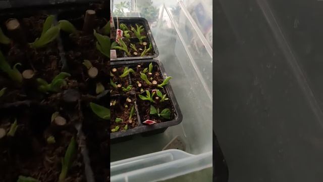 Черенкование метельчатой гортензии, разные способы. 16