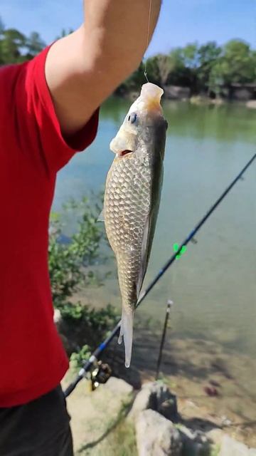 карасяо и Стасяо #fishing #крым #carpfishing #карась #рыбалка #фи?
