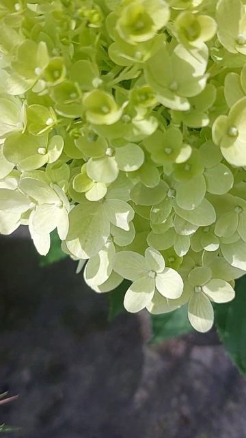 Hydrangea paniculata Graffiti #декор_сад