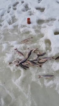 Хариус. Горная речка весной.