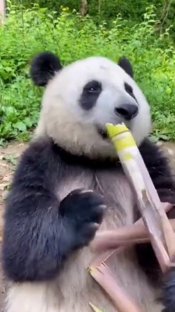 Панда ест бамбук #Shorts #short #panda #recommended
