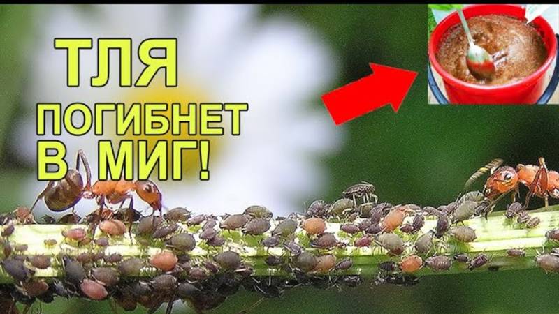 Тля на Персике Исчезнет Сразу! Лучшее Средство Как Избавиться от Тли на Деревьях в Саду