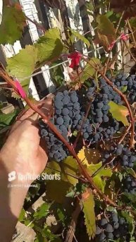 винный виноград голубок 21.09.2024 г.