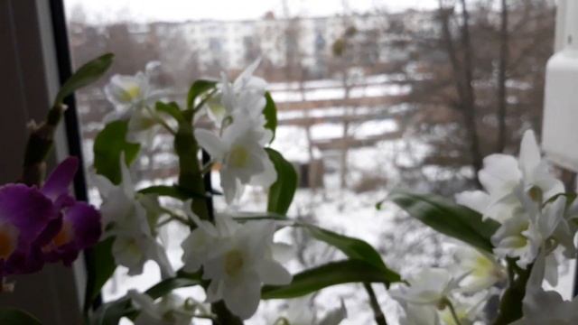 Цветут дендробиумы нобиле. С Новым годом!