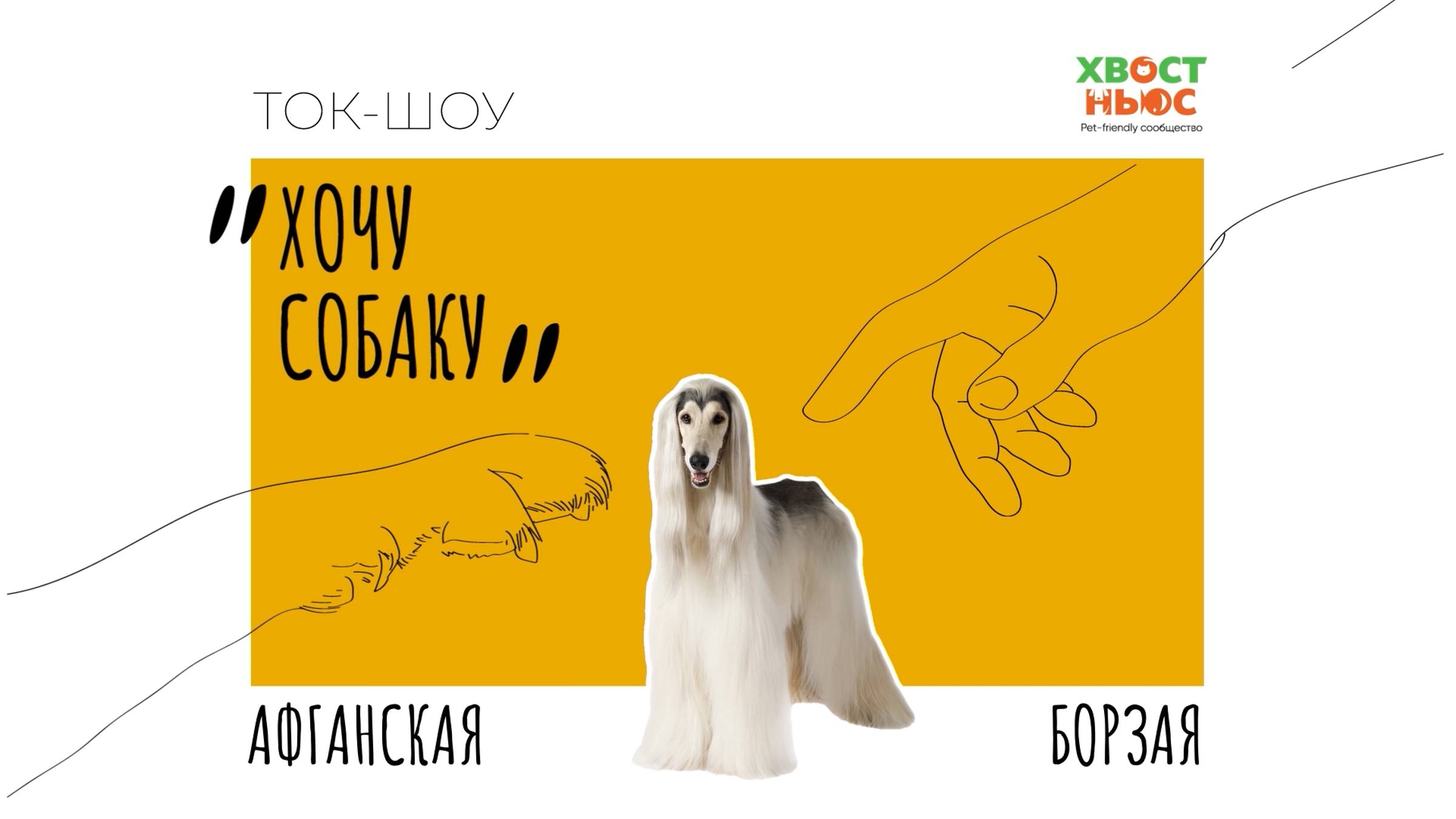 Ток-шоу «Хочу собаку». Афганская борзая | особенности породы, уход и содержание