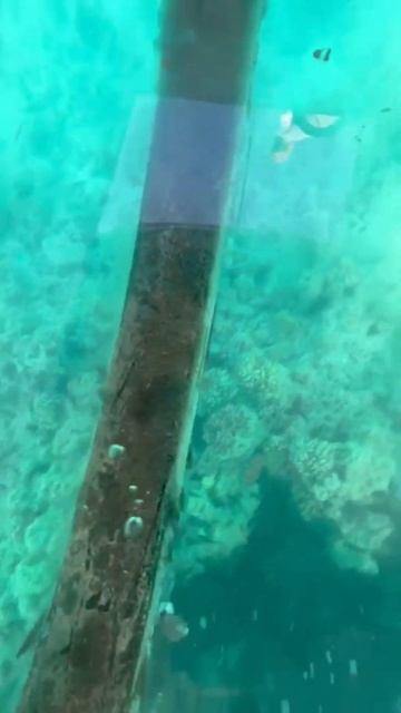 Через прозрачное дно яхточки можно увидеть подводный