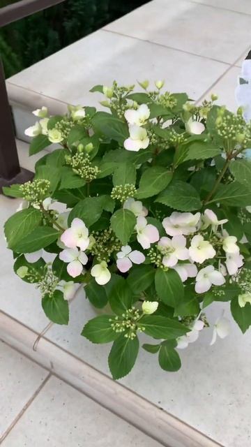 #runaway #bride #hydrangea#macrophylla #hortensia#гортензия#гортензія#flowers #ja