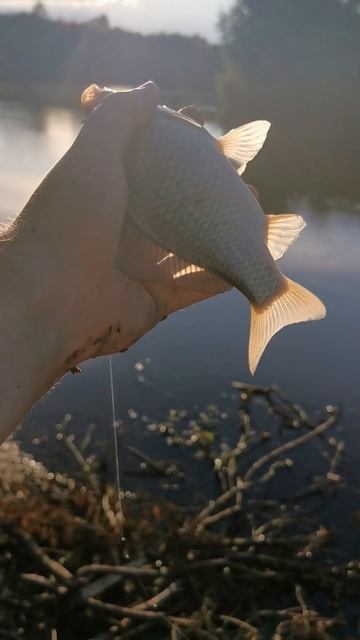 карась на закате #рыбалка #fishing #речной #природа #nature