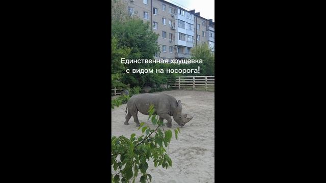 Носорог в хрущевке