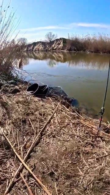 Доброе утро на рыбалке. #шортс#рыбалка#2024#fishing#carp#shorts#ас