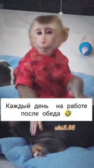 Каждый день на работе после обеда