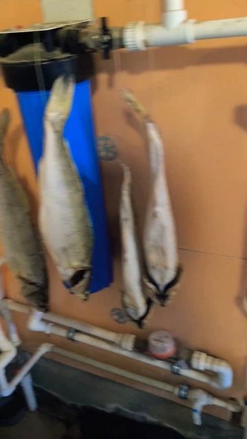 Запасы на зиму #fishing #судак #рыбалка