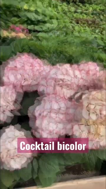 #hydrangea #садгортензий #гортензия #hortensia #hydrangeas #гортензия