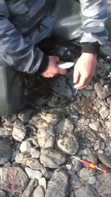 1773 Поймал Рыбу Хариус Место Ива Тайга #дмитрийяков #ры?