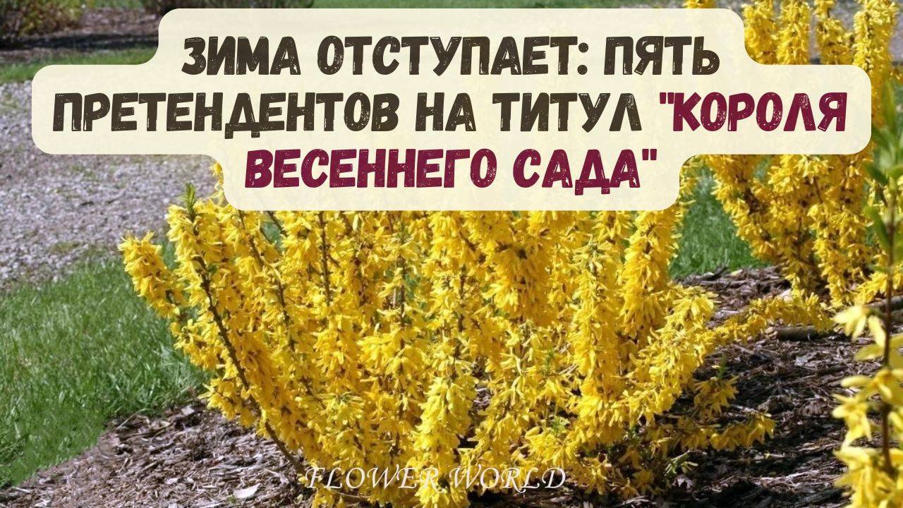 Зима отступает: Пять претендентов на титул "Короля Весеннего Сада"