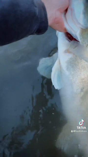 Трофейный судак #fishing #youtube #рыбалка #спиннинг #судак #fish