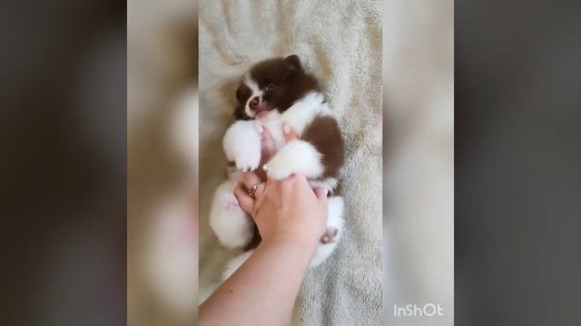 померанский шпиц мальчик мини 🔥🔥🔥