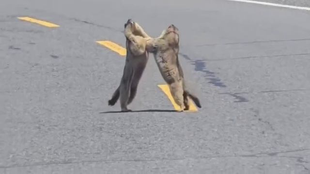 Жёсткие разборки.mp4