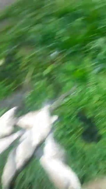 Выпускаю рыбу домой #рыбалку #nature #vikings #природа #automobile #