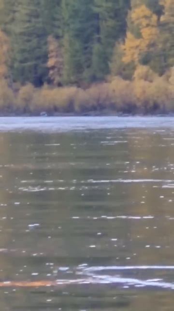 Изюбри🦌#охота #рыбалка #тайга #nature #туризм #fishing #прикл?