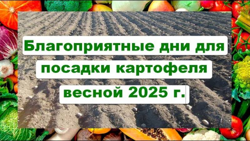 🥔 Благоприятные дни для посадки картофеля весной 2025 года по Лунному календарю!